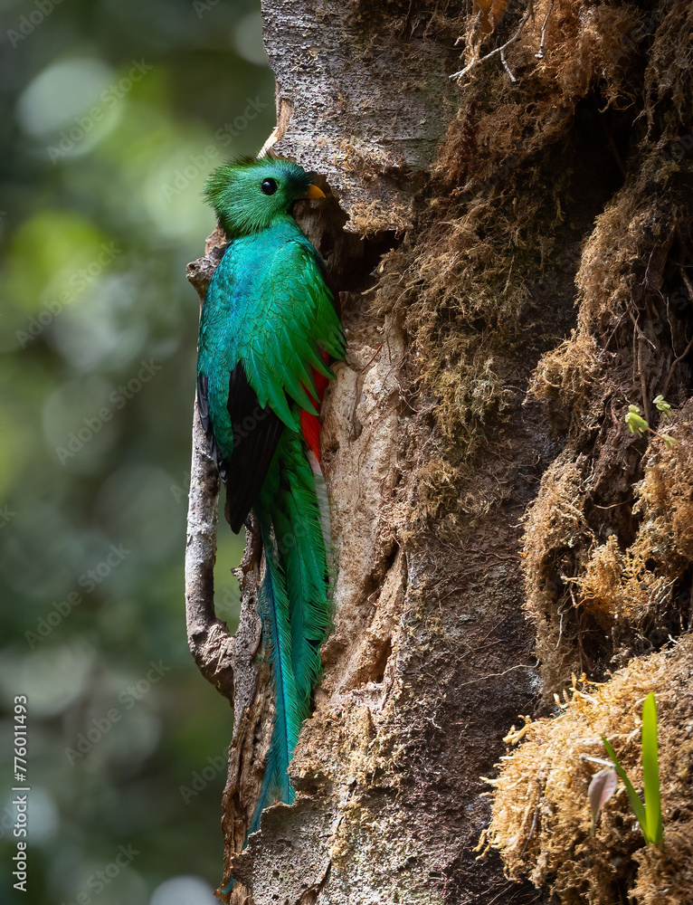 Resplendent quetzal in the rainforest of Costa Rica  - obrazy, fototapety, plakaty 