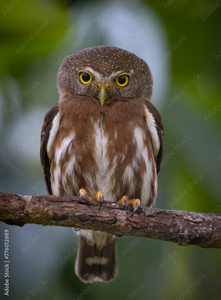 Pygmy owl in Costa Rica - obrazy, fototapety, plakaty 