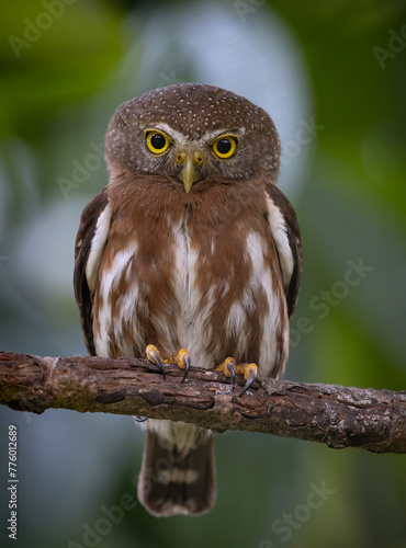 Pygmy owl in Costa Rica © Harry Collins