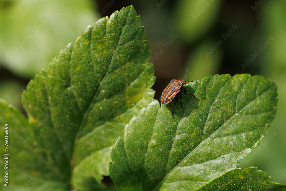 A macro of a shield bug (Graphosoma lineatum) among the leaves A macro of a shield bug (Graphosoma lineatum) among the leaves