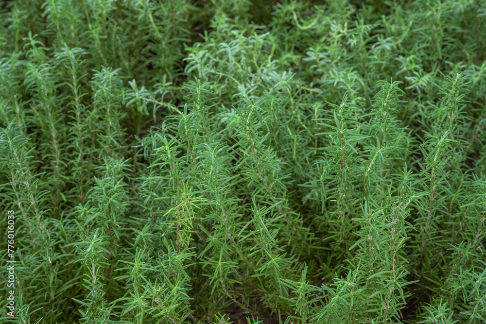 Rosemary, herbs, green leaves, green background image Rosemary, herbs, green leaves, green background image