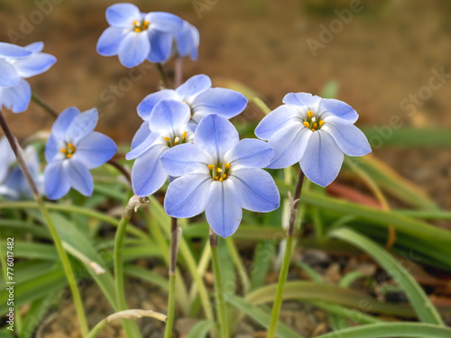 Pretty blue Ipheion uniflorum spring starflowers, variety Rolf Fiedler photo
