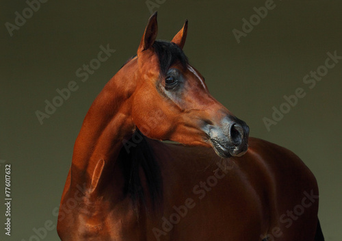 Arabian horse portrait in dark stable