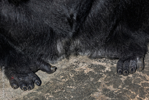 feet, toes, and toenails of black gorilla, closeup