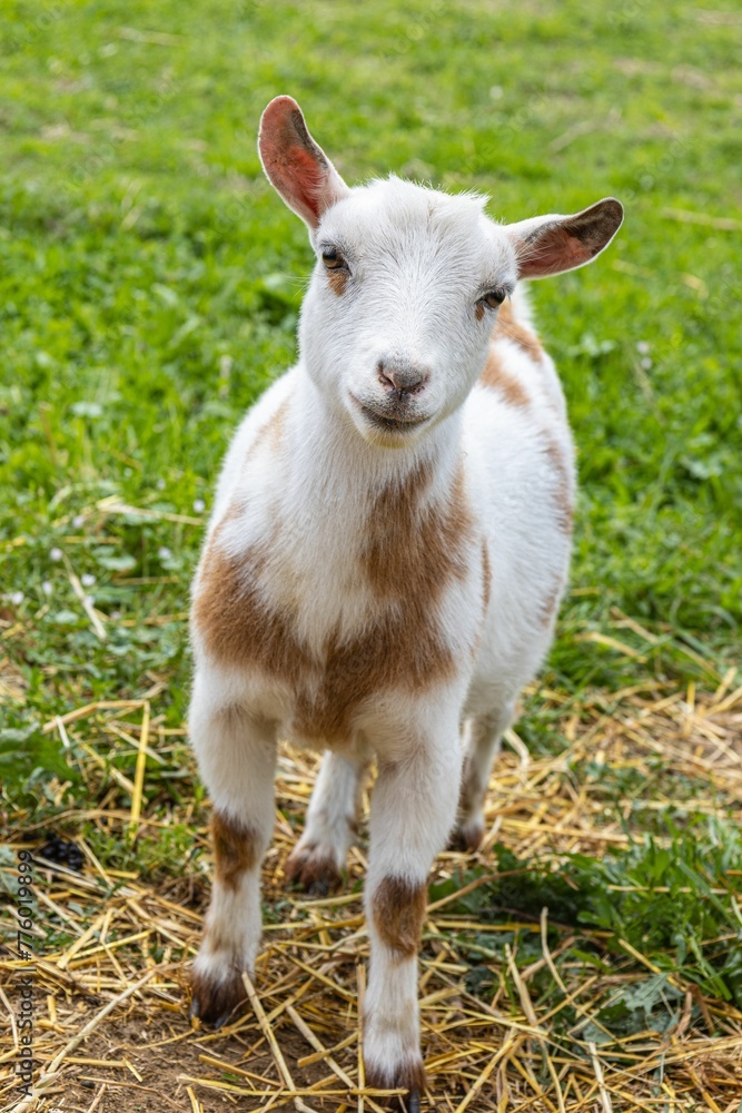 Obraz premium Vertical close-up view of a Nigerian Dwarf goat in the field