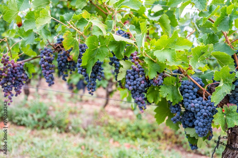 Plump purple grapes hanging on vines with lush green leaves in the vineyard