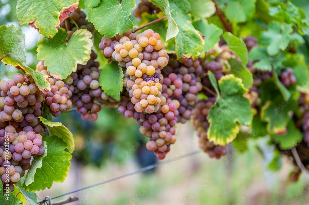 Closeup of fresh ripe delicious bunches of grapes hanging on a vine at a vineyard