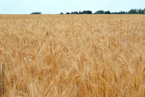 a field of wheat isolated with horizon line and forest