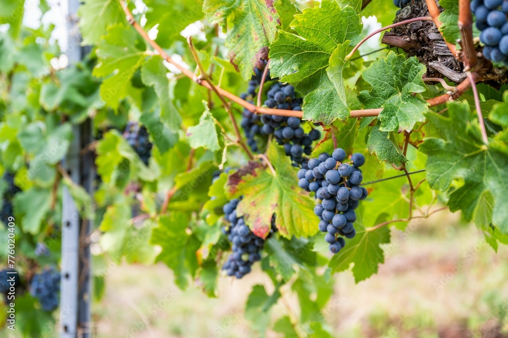 Close-up view of bunches of purple grapes hanging from the plant at the vineyard