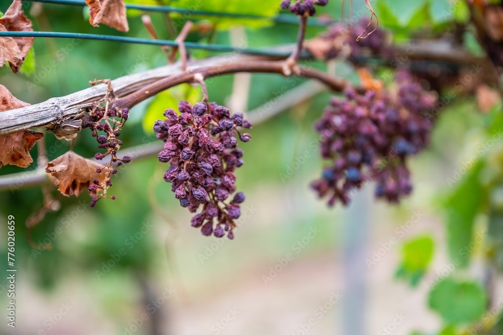 Close-up view of dry bunches of purple grapes hanging from the plant at the vineyard