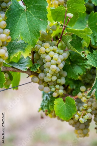 Vertical view of bunches of green grapes hanging from the plant at the vineyard