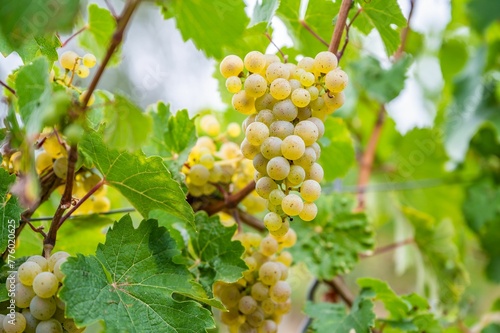 Wallpaper Mural Close-up view of bunches of green grapes hanging from the plant at the vineyard Torontodigital.ca