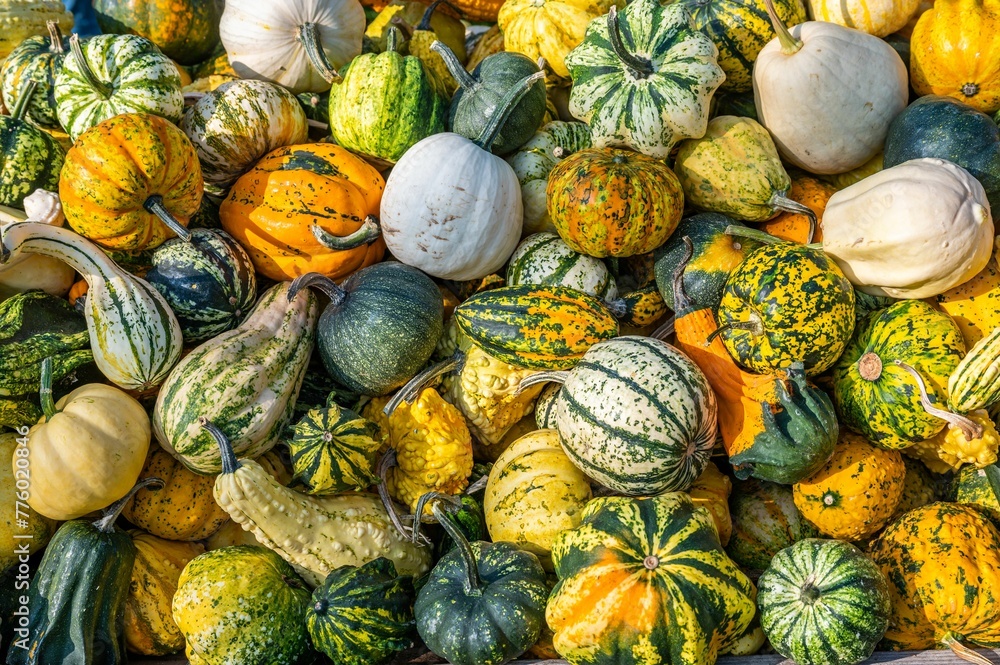 Stack of fresh colorful pumpkin and squash after harvest