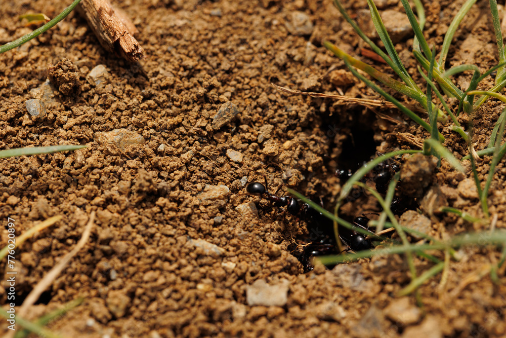 Macro of a black ant colony in the soil Macro of a black ant colony in the soil