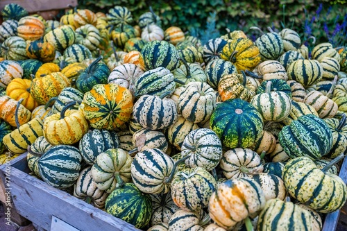 Group of different pumpkins in an open-air market © Wirestock