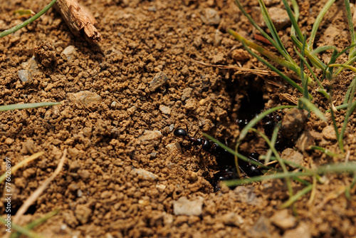 Macro of a black ant colony in the soil