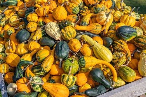 Pile of colorful pumpkins under the rays of the sun