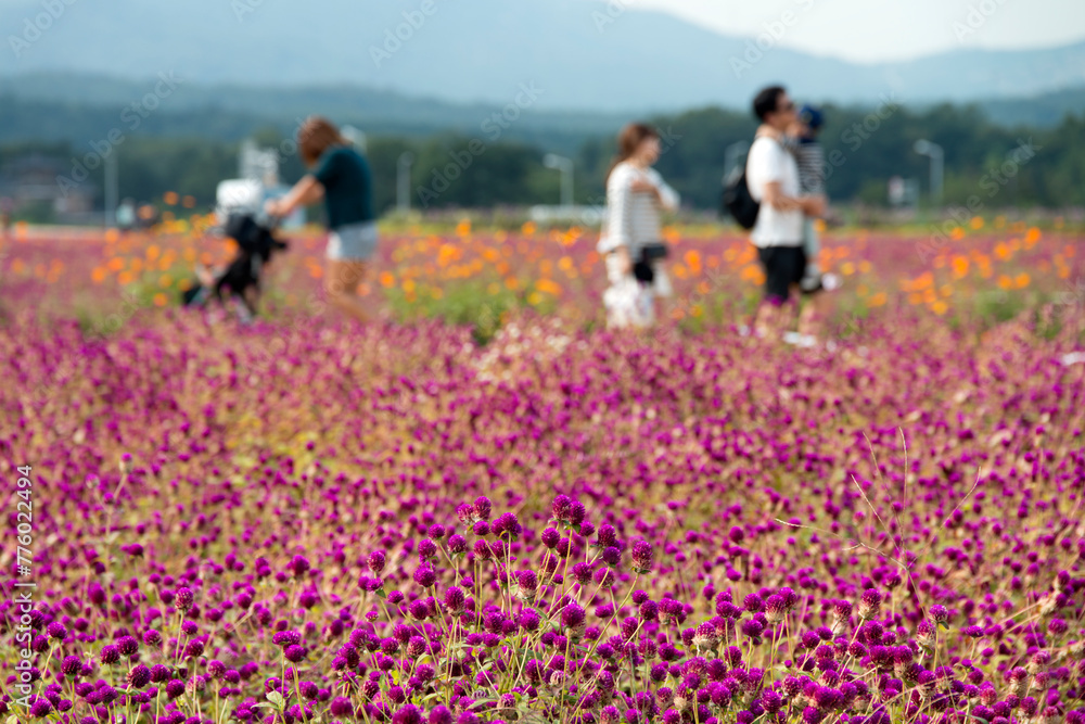 The field of globe amaranth flowers with the tourists The field of globe amaranth flowers with the tourists