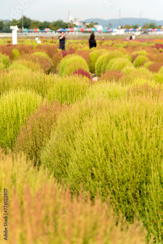 The field of round plants with the tourists in autumn photo