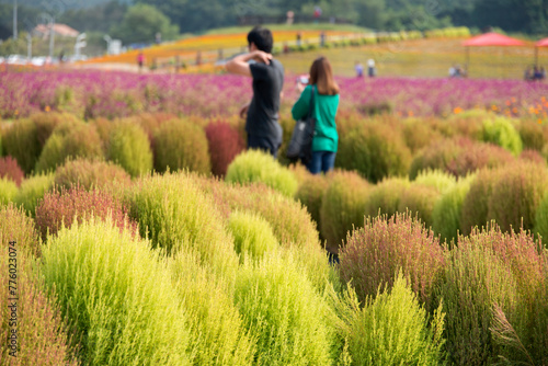 The field of round plants with the tourists in autumn photo