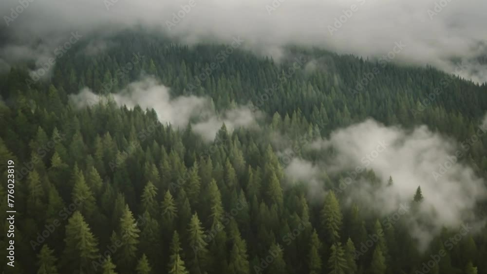 fog in the mountains, evergreen forest view from overhead, fog rolling in, looks like the pacific northwest fog in the mountains, evergreen forest view from overhead, fog rolling in, looks like the pacific northwest