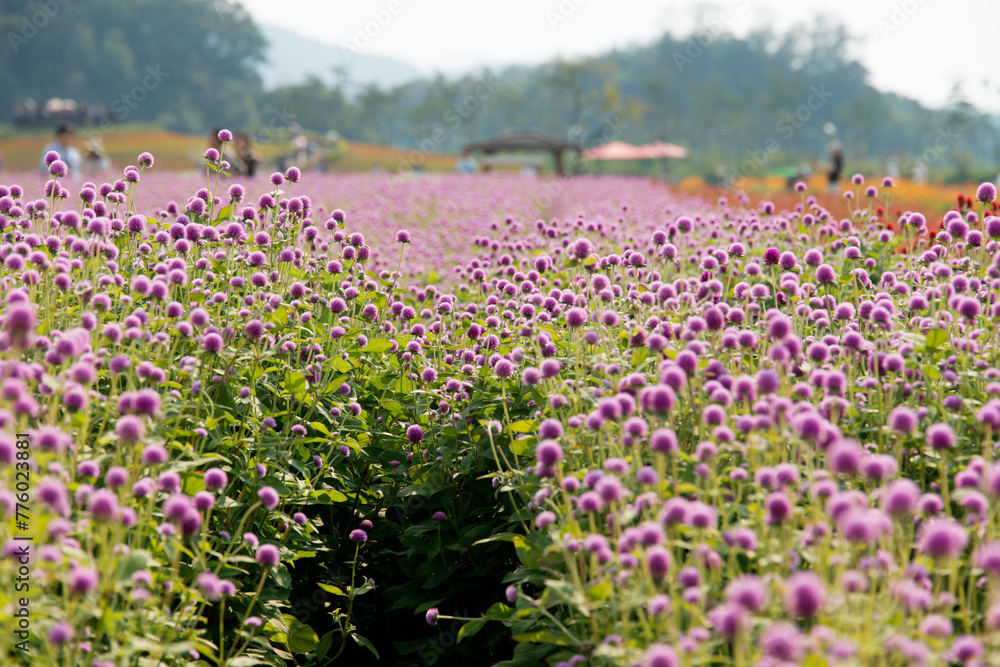 The field of pink globe amaranth flowers in September