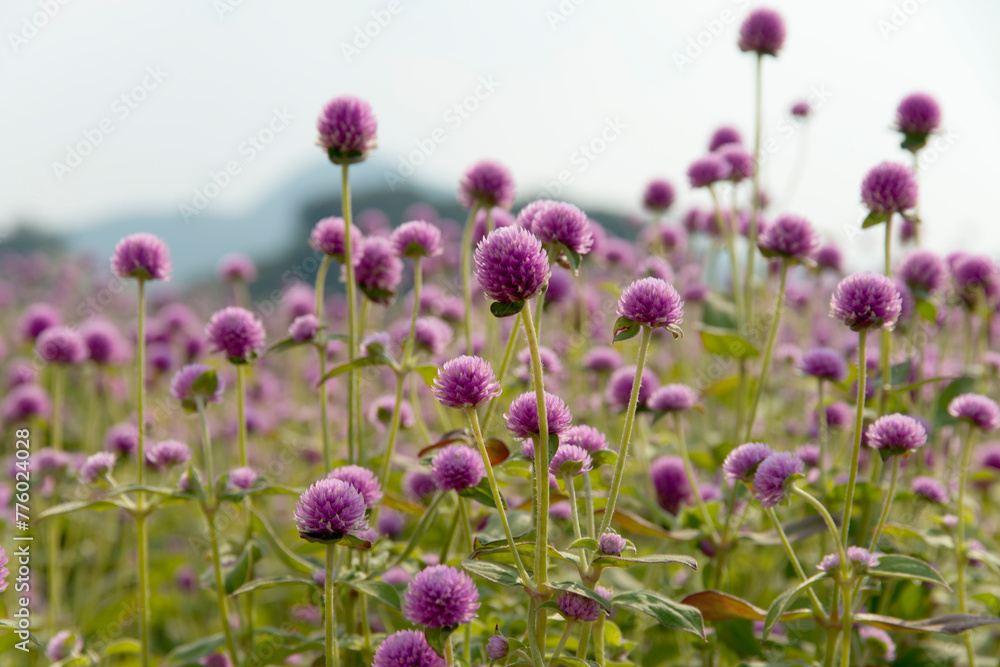 View of the globe amaranth flowers in the park View of the globe amaranth flowers in the park