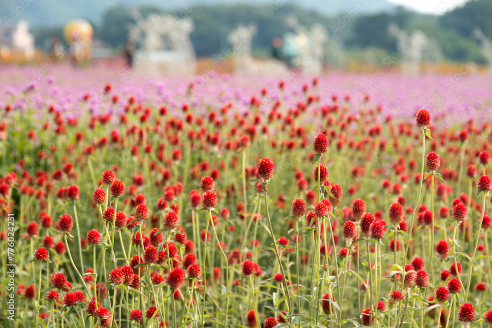 View of the globe amaranth flowers in the field View of the globe amaranth flowers in the field