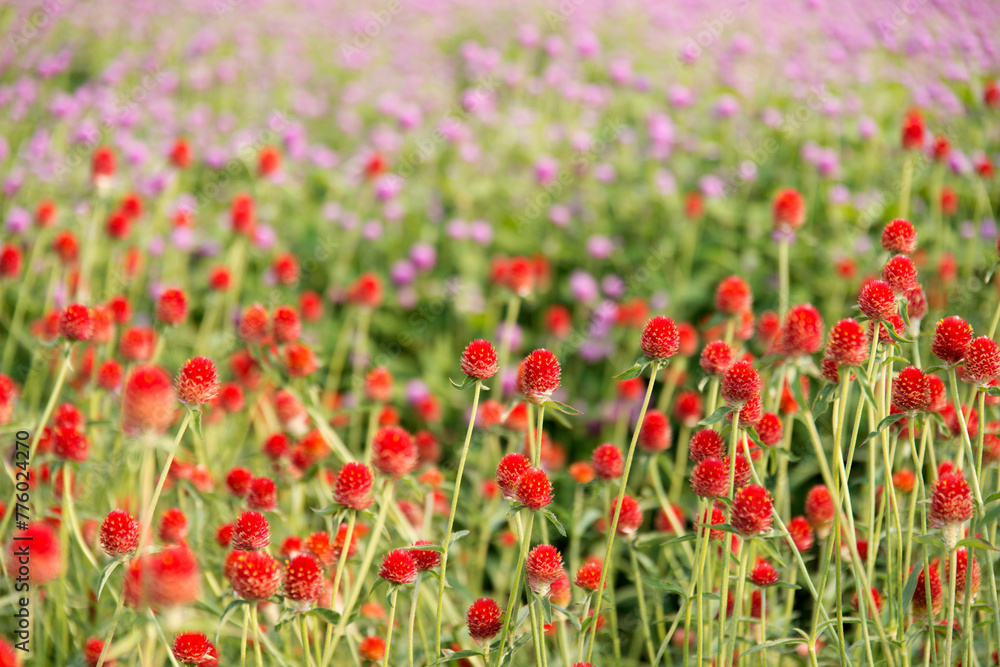 View of the globe amaranth flowers in the field