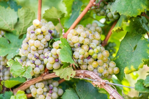 Wallpaper Mural Closeup of fresh ripe delicious bunches of grapes hanging on a vine at a vineyard Torontodigital.ca