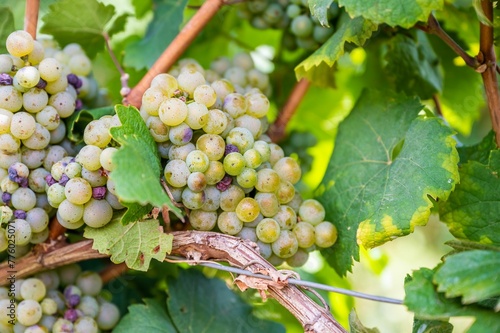 Wallpaper Mural Closeup of fresh ripe delicious bunches of grapes hanging on a vine at a vineyard Torontodigital.ca