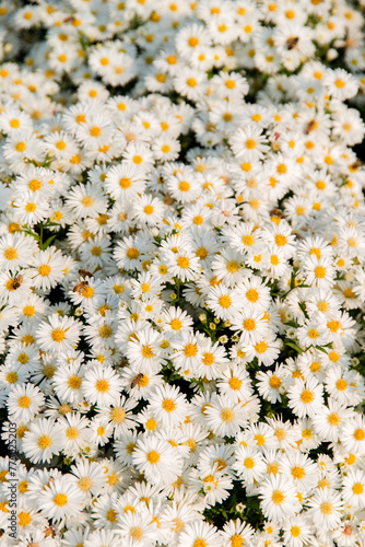 View of the white aster flowers in the field
