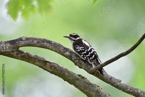 Male Downey Woodpecker perched on a branch photo