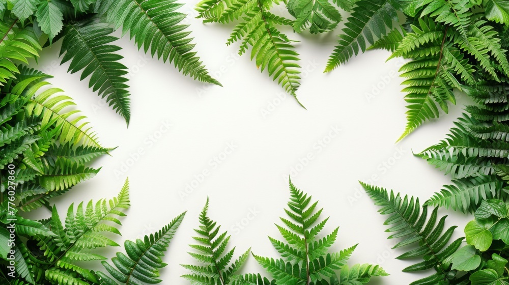 White background. Fern branches White background. Fern branches