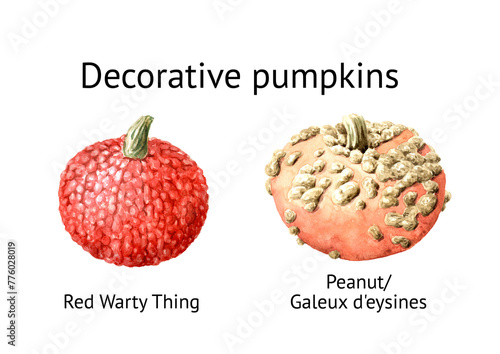 Decorative pumpkins set. Peanut, Galeux d'eysines, Red Warty Thing. Watercolor hand drawn illustration isolated on white background