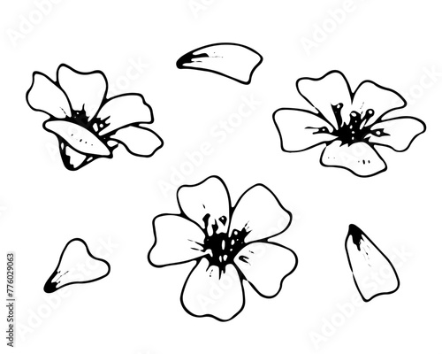 Small Flower vector Set. Black line art drawing of white petals. Outline illustration of spring sakura blossom. Hand drawn floral doodle. Linear sketch on isolated white background © Ekaterina