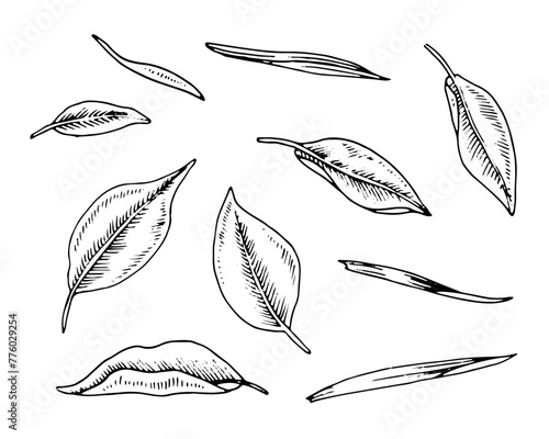 Tea Leaf vector Set. Black line art drawing of tree foliage. Outline illustration of medicinal plant. Hand drawn doodle clipart. Linear sketch on isolated white background © Ekaterina