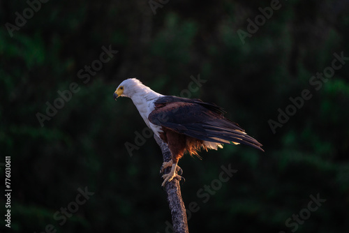 African Fish Eagle, resting on a branch in the middle of Rufiji River, Tanzania, Africa photo