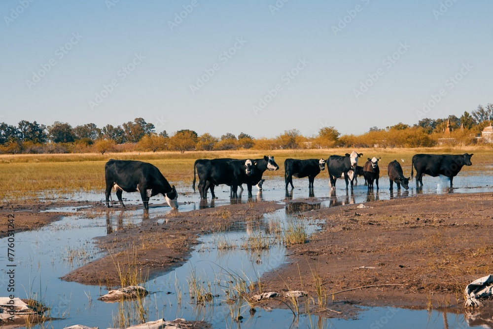 Cows drinking water from a wetland.