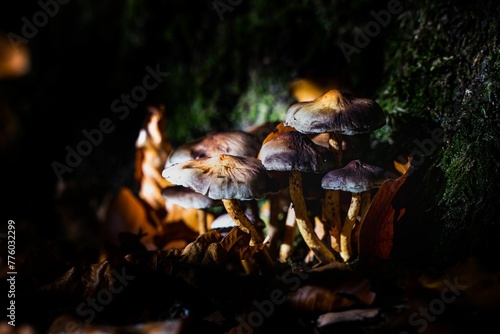 Closeup of mushroom in a forest
