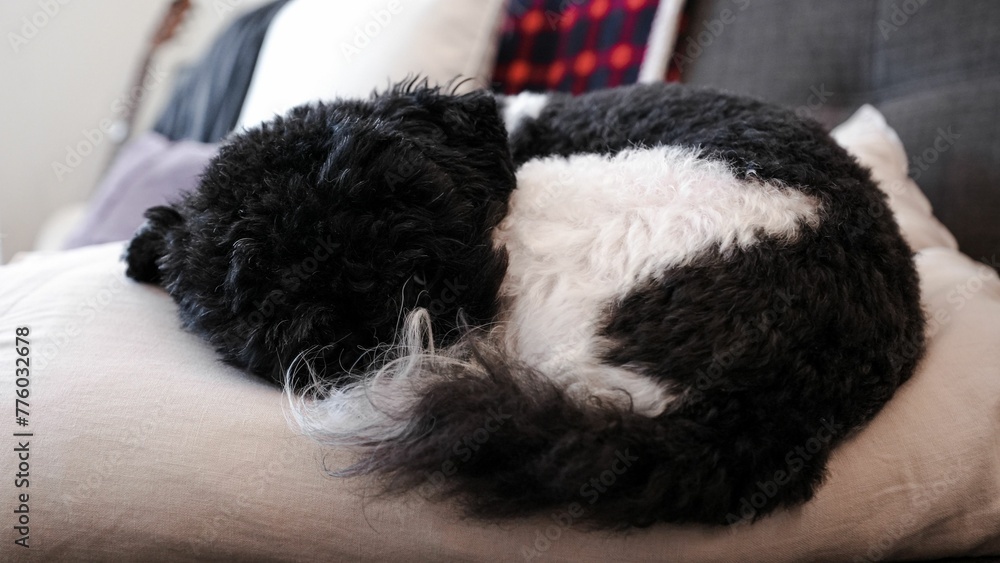 Black and white furry dog lying on a pillow Black and white furry dog lying on a pillow