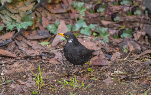Blackbird, male, close up in forest in the uk