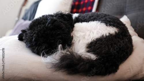 Black and white furry dog lying on a pillow