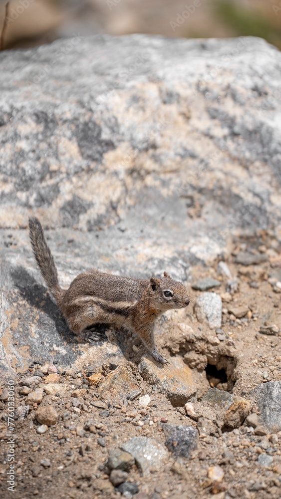 Grey squirrel on a rock in the cliff Grey squirrel on a rock in the cliff