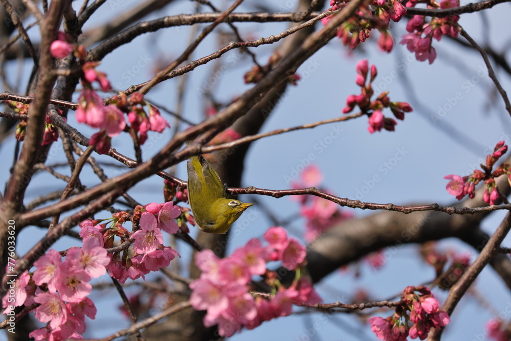 舎人公園 梅 メジロ Toneri Park Plum blossoms 舎人公園 梅 メジロ Toneri Park Plum blossoms