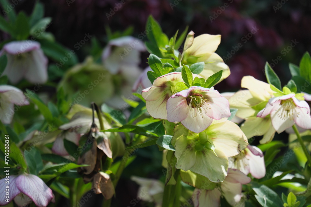 Fototapeta premium クリスマスローズ Christmas rose (Helleborus niger)