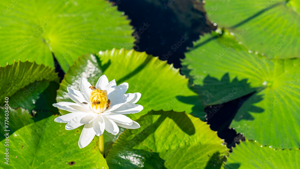 Close-up on whitet waterlily in bloom Close-up on whitet waterlily in bloom