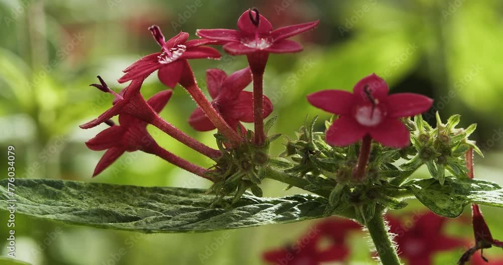 ペンタスの花:色とりどりの饗宴
Pentas Flower: A Colorful Feast ペンタスの花:色とりどりの饗宴
Pentas Flower: A Colorful Feast