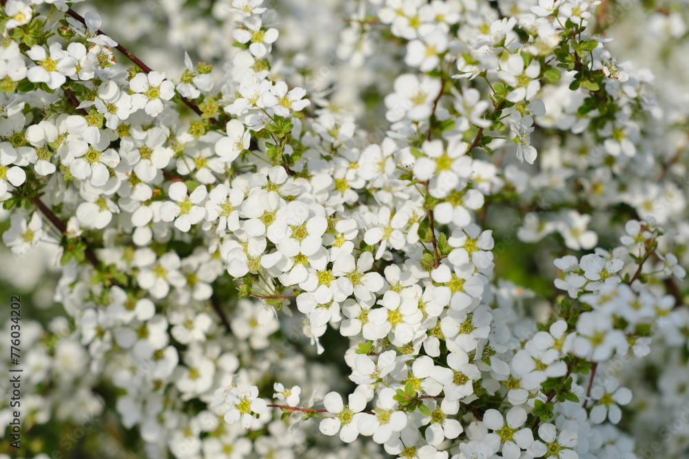 舎人公園 ユキヤナギ Tajo Park Yukiyanagi (Salix leucopithecia) 舎人公園 ユキヤナギ Tajo Park Yukiyanagi (Salix leucopithecia)