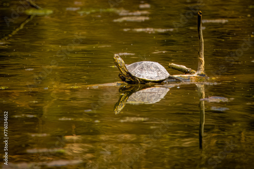 European pond turtle lays on the wooden stick in the swamp toward the camera lens on a sunny spring day. European pond terrapin in the water with reflection.